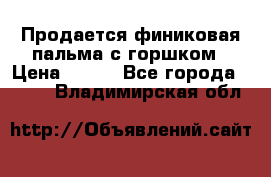 Продается финиковая пальма с горшком › Цена ­ 600 - Все города  »    . Владимирская обл.